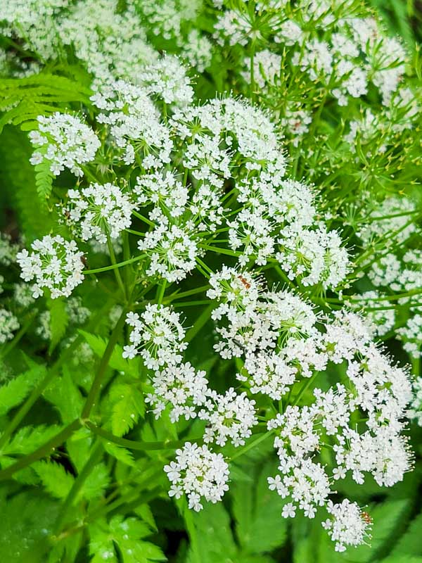 flora & fauna in Silz, Tirol